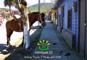 Comuna de Ninhue 2009